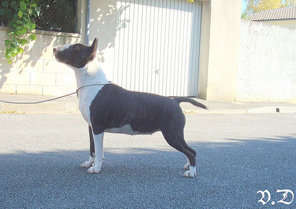 Hoodstar Crazy in love 