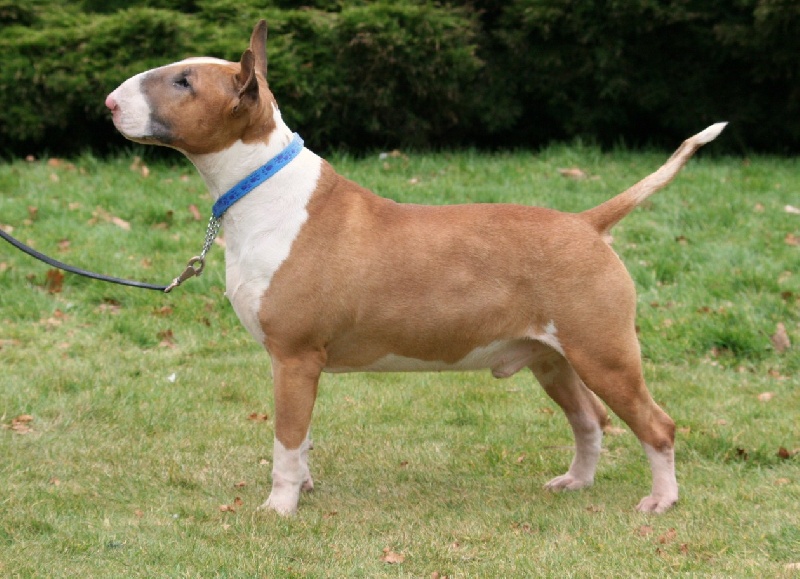 CH. Ragnarok sigurd at Victorious Demon